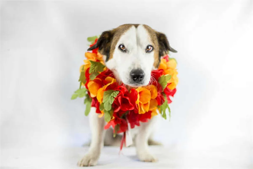 Anthony Anderson's Type 2 Diabetes Journey: How He Manages It Successfully